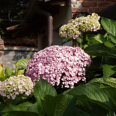 Bed and breakfast A Casa Di Irma Foglizzo