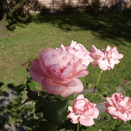 A Casa Di Irma Bed and breakfast